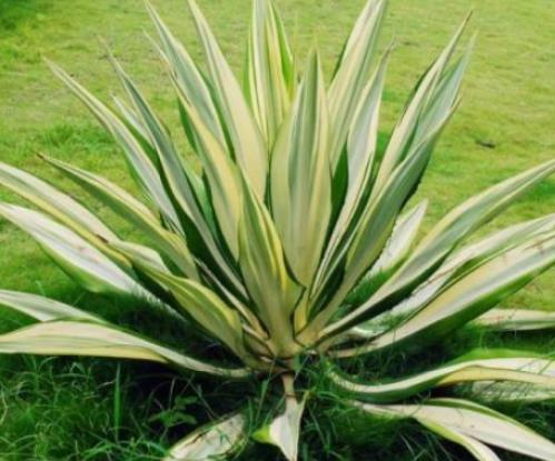 十大除甲醛植物排行榜 白掌在除甲醛十大植物排名中是很多人首選