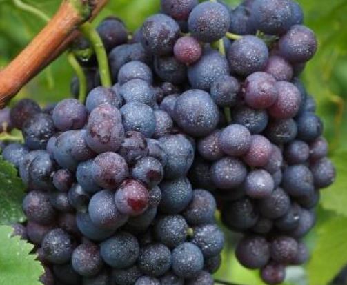 十大補腎水果排名,桑葚、獼猴桃對腎虛很有用