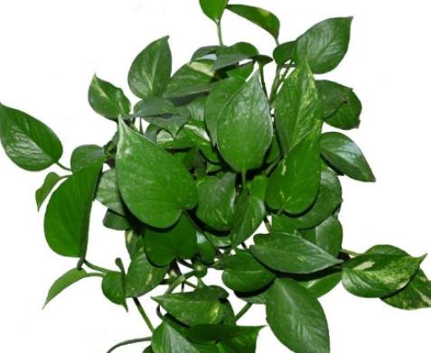 十大除甲醛植物排行榜 白掌在除甲醛十大植物排名中是很多人首選