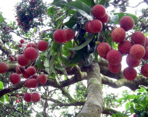 十大補腎水果排名,桑葚、獼猴桃對腎虛很有用