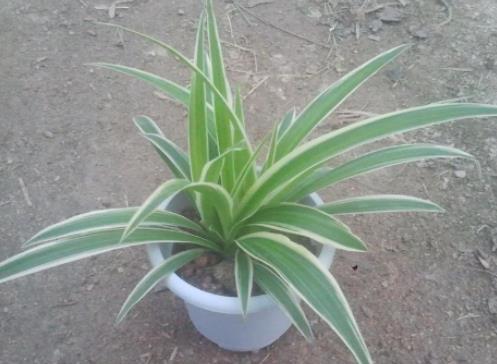 十大除甲醛植物排行榜 白掌在除甲醛十大植物排名中是很多人首選