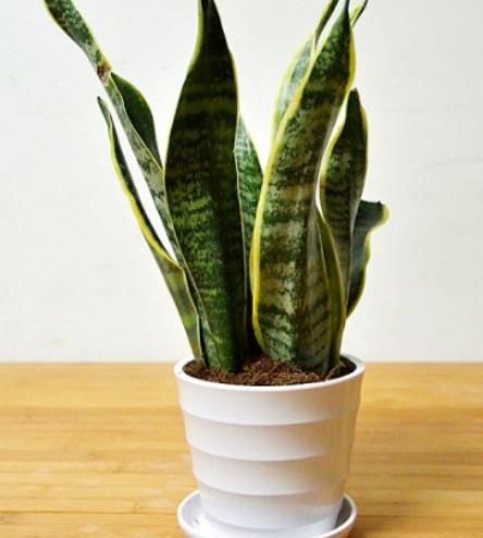 十大除甲醛植物排行榜 白掌在除甲醛十大植物排名中是很多人首選