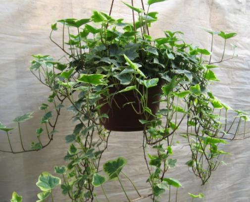 十大除甲醛植物排行榜 白掌在除甲醛十大植物排名中是很多人首選