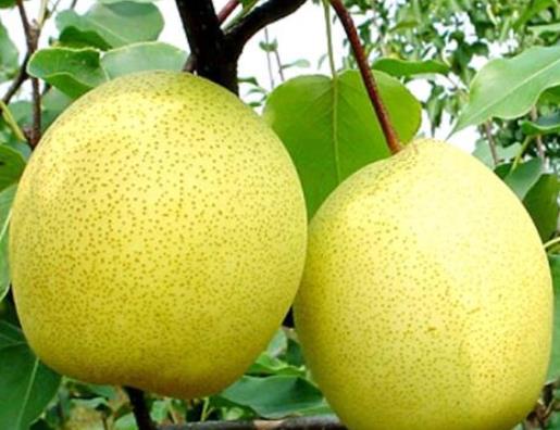 十大補腎水果排名,桑葚、獼猴桃對腎虛很有用