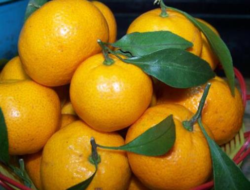 十大補腎水果排名,桑葚、獼猴桃對腎虛很有用