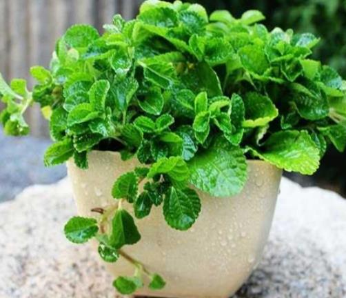 十大除甲醛植物排行榜 白掌在除甲醛十大植物排名中是很多人首選