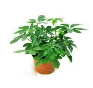 十大除甲醛植物排行榜 白掌在除甲醛十大植物排名中是很多人首選