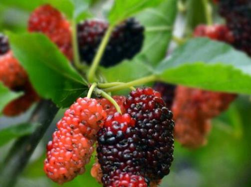 十大補腎水果排名,桑葚、獼猴桃對腎虛很有用