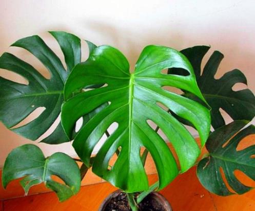 十大除甲醛植物排行榜 白掌在除甲醛十大植物排名中是很多人首選