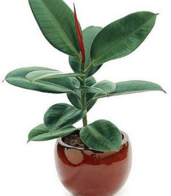 十大除甲醛植物排行榜 白掌在除甲醛十大植物排名中是很多人首選