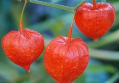 十大補腎水果排名,桑葚、獼猴桃對腎虛很有用