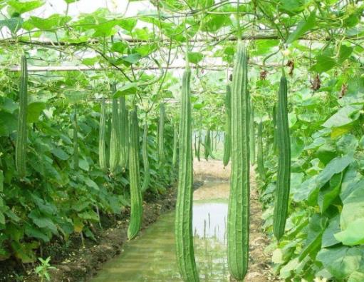 十大美白蔬菜排行榜,豌豆、蘑菇都是美白好幫手