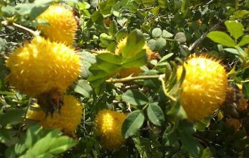 十大生發食物排名,菠菜富含維生素A,牡蠣針對脫發生發
