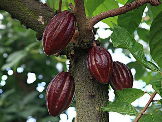 十大名貴水果排名,紅香蕉是神奇水果,摩洛哥堅果很稀少