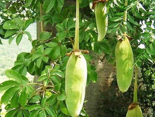 十大名貴水果排名,紅香蕉是神奇水果,摩洛哥堅果很稀少