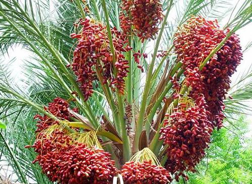 十大名貴水果排名,紅香蕉是神奇水果,摩洛哥堅果很稀少