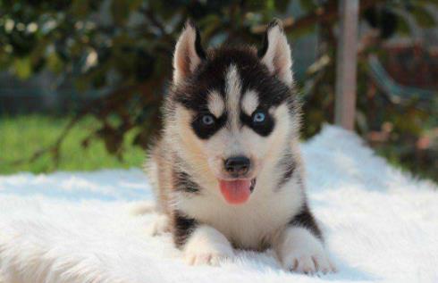 2019今日頭條年度搜索寵物榜單,哈瓦那犬、哈士奇成熱點