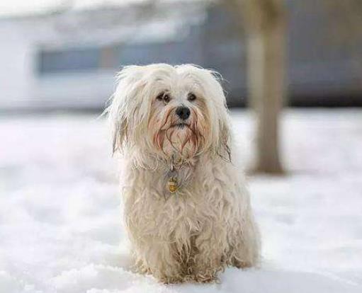 2019今日頭條年度搜索寵物榜單,哈瓦那犬、哈士奇成熱點