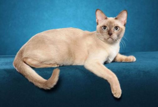 2019今日頭條年度搜索寵物榜單,哈瓦那犬、哈士奇成熱點