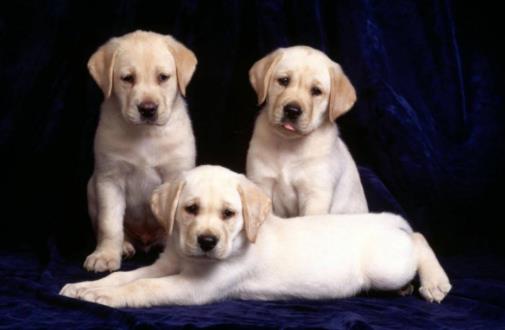 2019今日頭條年度搜索寵物榜單,哈瓦那犬、哈士奇成熱點