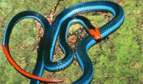 世界上十大最美的蛇排行榜 世界十大色彩斑斕的蛇