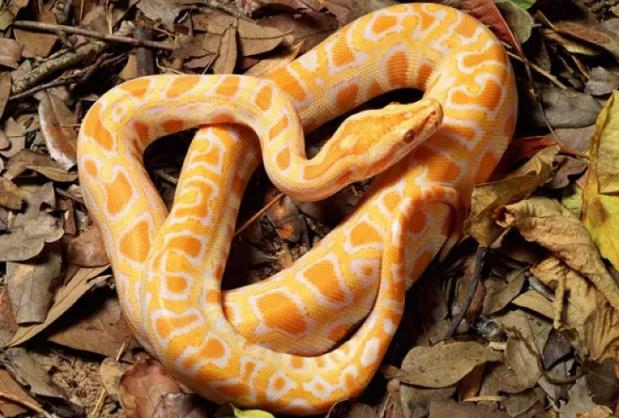 世界上十大最美的蛇排行榜 世界十大色彩斑斕的蛇