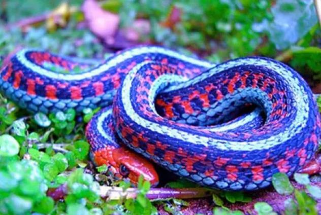 世界上十大最美的蛇排行榜 世界十大色彩斑斕的蛇