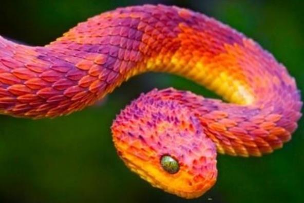 世界上十大最美的蛇排行榜 世界十大色彩斑斕的蛇