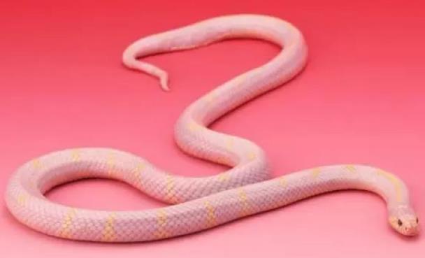 世界上十大最美的蛇排行榜 世界十大色彩斑斕的蛇