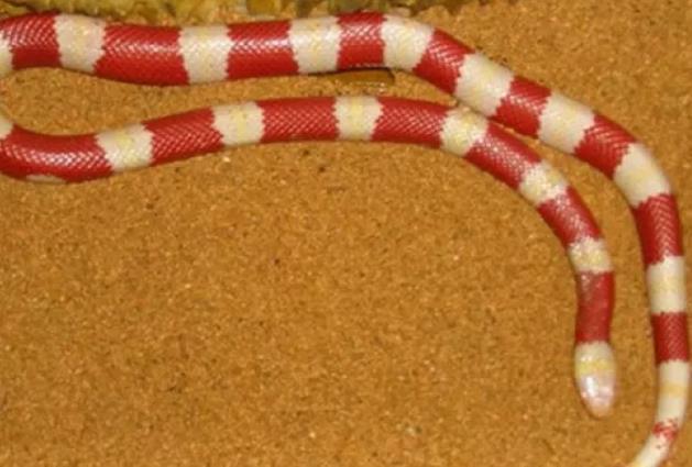 世界上十大最美的蛇排行榜 世界十大色彩斑斕的蛇