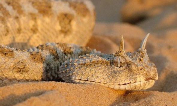 世界上十大最美的蛇排行榜 世界十大色彩斑斕的蛇