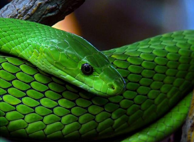 世界上十大最美的蛇排行榜 世界十大色彩斑斕的蛇