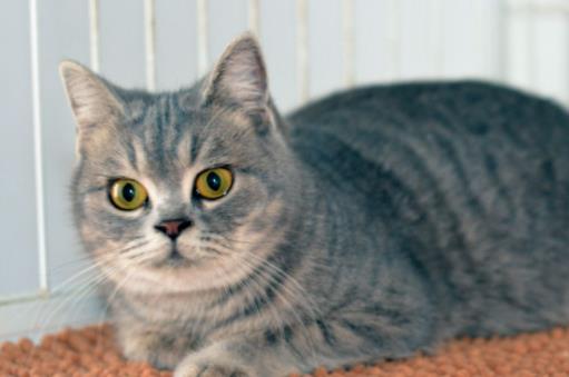 全球十大最受歡迎寵物排名,寵物貓狗成為人們首選