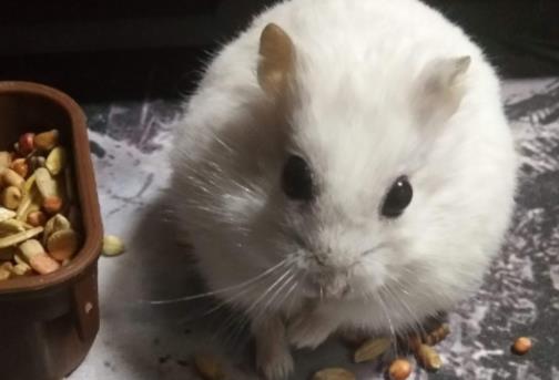 全球十大最受歡迎寵物排名,寵物貓狗成為人們首選