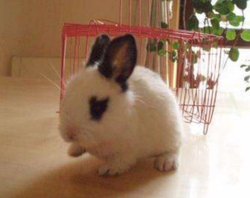 全球十大最受歡迎寵物排名,寵物貓狗成為人們首選