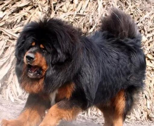 世界上最兇猛的犬種排名,中國(guó)藏獒、俄羅斯高加索十分兇猛