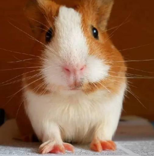 全球十大最受歡迎寵物排名,寵物貓狗成為人們首選