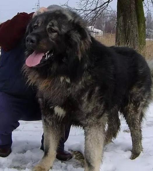 世界上最兇猛的犬種排名,中國(guó)藏獒、俄羅斯高加索十分兇猛