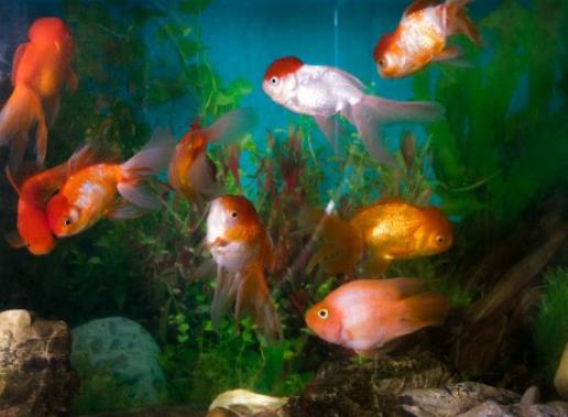 全球十大最受歡迎寵物排名,寵物貓狗成為人們首選