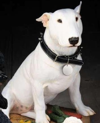 世界上最兇猛的犬種排名,中國(guó)藏獒、俄羅斯高加索十分兇猛