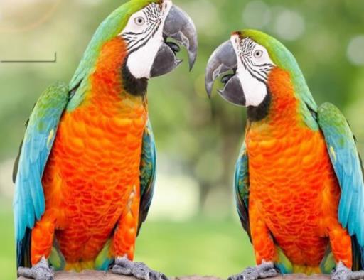 全球十大最受歡迎寵物排名,寵物貓狗成為人們首選