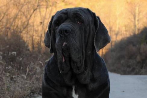 世界上最兇猛的犬種排名,中國(guó)藏獒、俄羅斯高加索十分兇猛