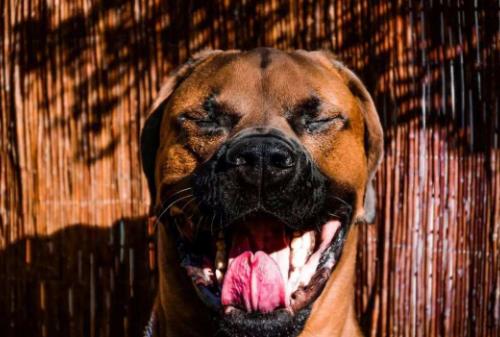 世界上最兇猛的犬種排名,中國(guó)藏獒、俄羅斯高加索十分兇猛