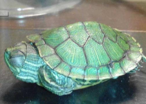 全球十大最受歡迎寵物排名,寵物貓狗成為人們首選