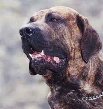 世界上最兇猛的犬種排名,中國(guó)藏獒、俄羅斯高加索十分兇猛