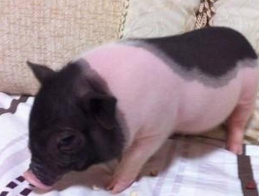 全球十大最受歡迎寵物排名,寵物貓狗成為人們首選