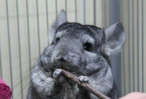 全球十大最受歡迎寵物排名,寵物貓狗成為人們首選