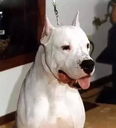 世界上最兇猛的犬種排名,中國(guó)藏獒、俄羅斯高加索十分兇猛