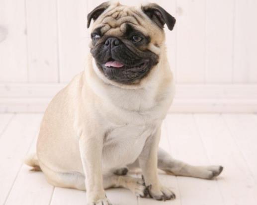 全球十大最受歡迎寵物排名,寵物貓狗成為人們首選