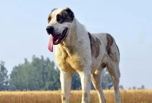 世界上最兇猛的犬種排名,中國(guó)藏獒、俄羅斯高加索十分兇猛